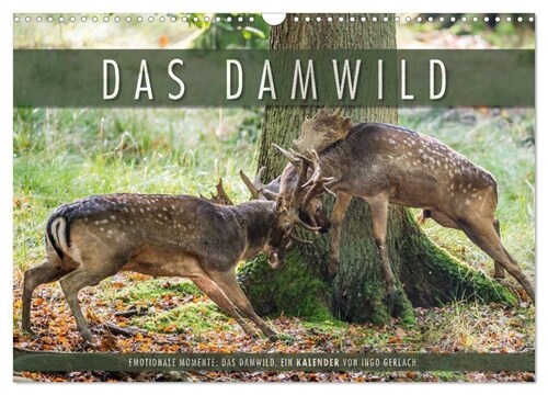 Emotionale Momente: Das Damwild. (Wandkalender 2024 DIN A3 quer), CALVENDO Monatskalender (Calendar)