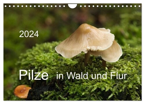 Pilze in Wald und Flur (Wandkalender 2024 DIN A4 quer), CALVENDO Monatskalender (Calendar)