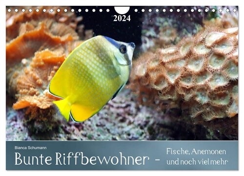 Bunte Riffbewohner - Fische, Anemonen und noch viel mehr (Wandkalender 2024 DIN A4 quer), CALVENDO Monatskalender (Calendar)