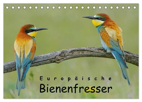 Europaische Bienenfresser (Tischkalender 2024 DIN A5 quer), CALVENDO Monatskalender (Calendar)