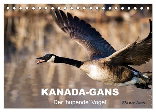 KANADA-GANS - Der hupende Vogel (Tischkalender 2024 DIN A5 quer), CALVENDO Monatskalender (Calendar)