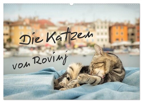 Die Katzen von Rovinj (Wandkalender 2024 DIN A2 quer), CALVENDO Monatskalender (Calendar)