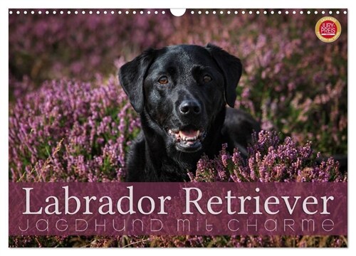 Labrador Retriever - Jagdhund mit Charme (Wandkalender 2024 DIN A3 quer), CALVENDO Monatskalender (Calendar)