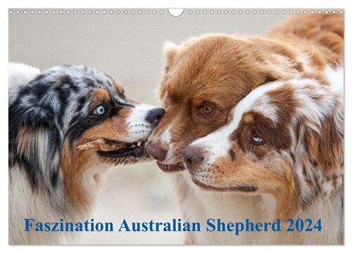 Australian Shepherd 2024 (Wandkalender 2024 DIN A3 quer), CALVENDO Monatskalender (Calendar)