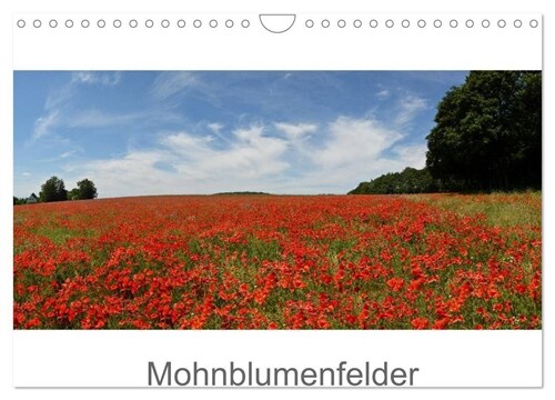 Mohnblumenfelder (Wandkalender 2024 DIN A4 quer), CALVENDO Monatskalender (Calendar)