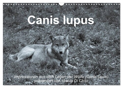 Canis lupus (Wandkalender 2024 DIN A3 quer), CALVENDO Monatskalender (Calendar)