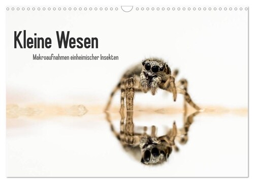 Kleine Wesen - Makroaufnahmen von einheimischen Insekten (Wandkalender 2024 DIN A3 quer), CALVENDO Monatskalender (Calendar)