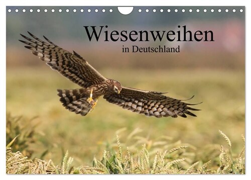 Wiesenweihen in Deutschland (Wandkalender 2024 DIN A4 quer), CALVENDO Monatskalender (Calendar)