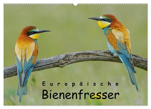Europaische Bienenfresser (Wandkalender 2024 DIN A2 quer), CALVENDO Monatskalender (Calendar)