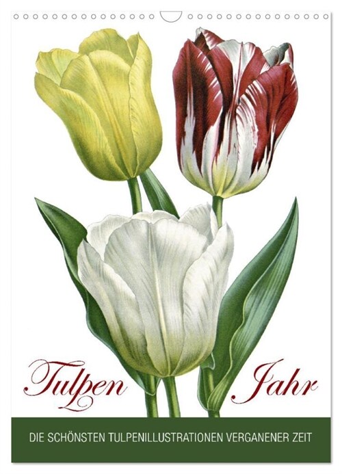 Tulpen - Jahr (Wandkalender 2024 DIN A3 hoch), CALVENDO Monatskalender (Calendar)