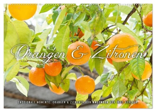 Emotionale Momente: Orangen & Zitronen. (Wandkalender 2024 DIN A2 quer), CALVENDO Monatskalender (Calendar)