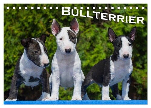 Bullterrier (Tischkalender 2024 DIN A5 quer), CALVENDO Monatskalender (Calendar)