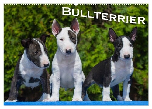 Bullterrier (Wandkalender 2024 DIN A2 quer), CALVENDO Monatskalender (Calendar)