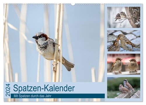 Spatzen-Kalender (Wandkalender 2024 DIN A2 quer), CALVENDO Monatskalender (Calendar)