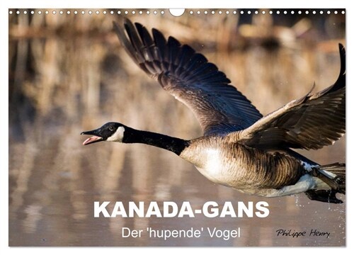 KANADA-GANS - Der hupende Vogel (Wandkalender 2024 DIN A3 quer), CALVENDO Monatskalender (Calendar)