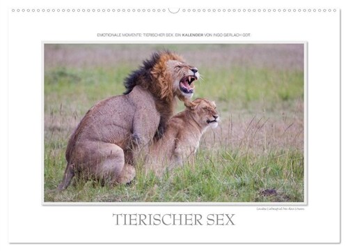 Emotionale Momente: Tierischer Sex. (Wandkalender 2024 DIN A2 quer), CALVENDO Monatskalender (Calendar)