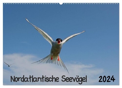 Nordatlantische Seevogel (Wandkalender 2024 DIN A2 quer), CALVENDO Monatskalender (Calendar)