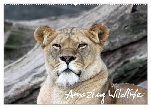 Amazing Wildlife (Wandkalender 2024 DIN A2 quer), CALVENDO Monatskalender (Calendar)