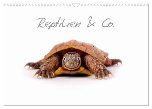 Reptilien & Co. (Wandkalender 2024 DIN A3 quer), CALVENDO Monatskalender (Calendar)