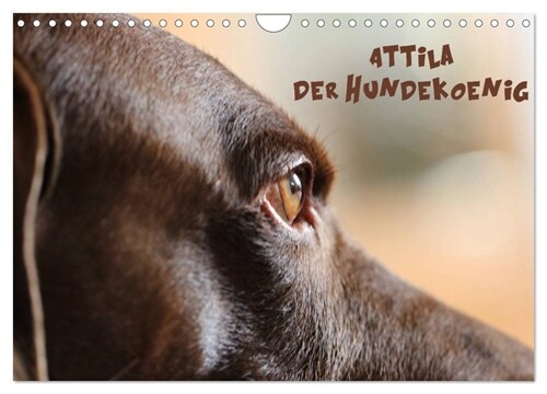 Attila, Der Hundekonig (Wandkalender 2024 DIN A4 quer), CALVENDO Monatskalender (Calendar)