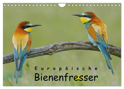 Europaische Bienenfresser (Wandkalender 2024 DIN A4 quer), CALVENDO Monatskalender (Calendar)