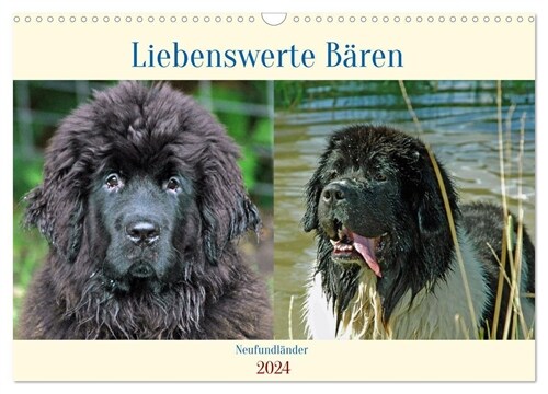 Neufundlander - Liebenswerte Baren (Wandkalender 2024 DIN A3 quer), CALVENDO Monatskalender (Calendar)