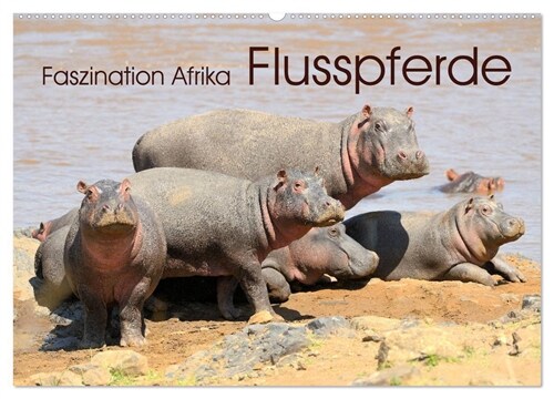 Faszination Afrika: Flusspferde (Wandkalender 2024 DIN A2 quer), CALVENDO Monatskalender (Calendar)