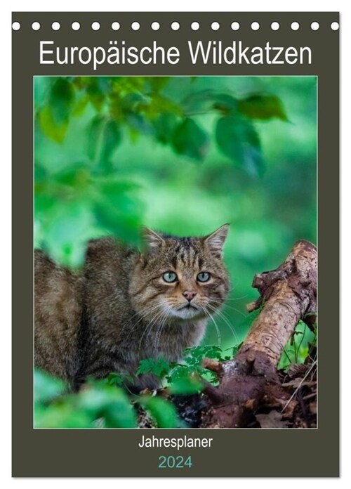 Europaische Wildkatzen - Jahresplaner (Tischkalender 2024 DIN A5 hoch), CALVENDO Monatskalender (Calendar)