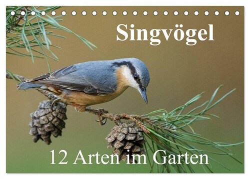 Singvogel - 12 Arten im Garten (Tischkalender 2024 DIN A5 quer), CALVENDO Monatskalender (Calendar)