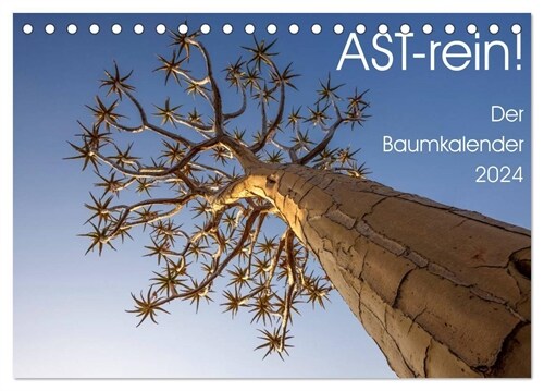 Astrein! - Der Baumkalender 2024 (Tischkalender 2024 DIN A5 quer), CALVENDO Monatskalender (Calendar)