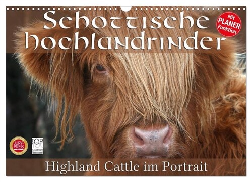 Schottische Hochlandrinder - Highland Cattle im Portrait (Wandkalender 2024 DIN A3 quer), CALVENDO Monatskalender (Calendar)