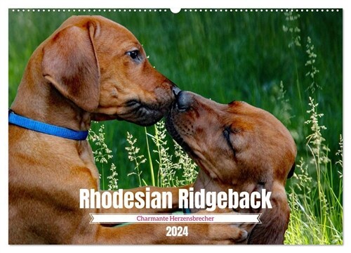 Rhodesian Ridgeback, Charmante Herzensbrecher (Wandkalender 2024 DIN A2 quer), CALVENDO Monatskalender (Calendar)