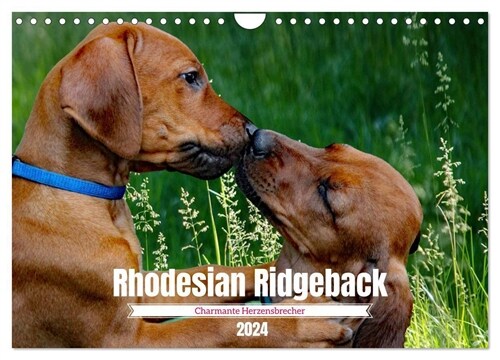Rhodesian Ridgeback, Charmante Herzensbrecher (Wandkalender 2024 DIN A4 quer), CALVENDO Monatskalender (Calendar)