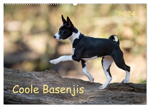 Coole Basenjis (Wandkalender 2024 DIN A2 quer), CALVENDO Monatskalender (Calendar)