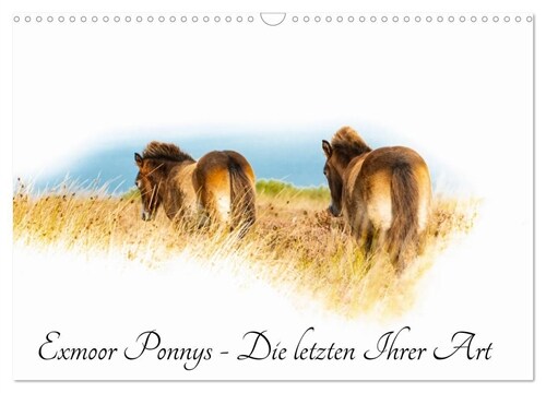 Exmoor Ponnys - Die letzten Ihrer Art (Wandkalender 2024 DIN A3 quer), CALVENDO Monatskalender (Calendar)