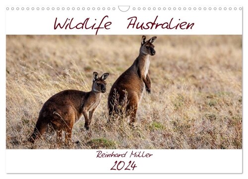 Wildlife Australien (Wandkalender 2024 DIN A3 quer), CALVENDO Monatskalender (Calendar)