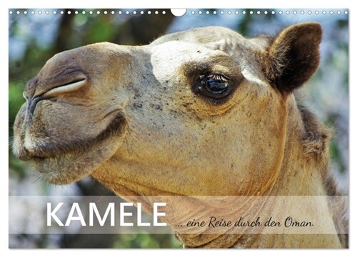 KAMELE... eine Reise durch den Oman. (Wandkalender 2024 DIN A3 quer), CALVENDO Monatskalender (Calendar)