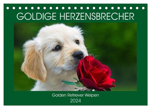 Goldige Herzensbrecher - Golden Retriever Welpen (Tischkalender 2024 DIN A5 quer), CALVENDO Monatskalender (Calendar)