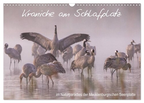 Kraniche am Schlafplatz - im Naturparadies der Mecklenburgischen Seenplatte (Wandkalender 2024 DIN A3 quer), CALVENDO Monatskalender (Calendar)