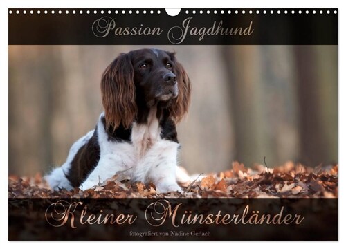 Passion Jagdhund - Kleiner Munsterlander (Wandkalender 2024 DIN A3 quer), CALVENDO Monatskalender (Calendar)