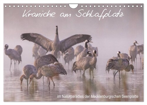 Kraniche am Schlafplatz - im Naturparadies der Mecklenburgischen Seenplatte (Wandkalender 2024 DIN A4 quer), CALVENDO Monatskalender (Calendar)