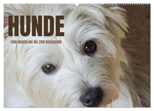 Hunde - vom Mischling bis zum Rassehund (Wandkalender 2024 DIN A2 quer), CALVENDO Monatskalender (Calendar)