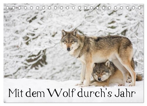 Mit dem Wolf durchs Jahr (Tischkalender 2024 DIN A5 quer), CALVENDO Monatskalender (Calendar)