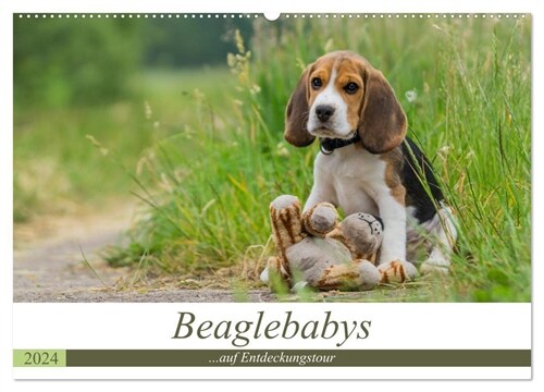 Beaglebabys auf Entdeckungstour (Wandkalender 2024 DIN A2 quer), CALVENDO Monatskalender (Calendar)