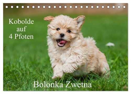 Kobolde auf 4 Pfoten - Bolonka Zwetna (Tischkalender 2024 DIN A5 quer), CALVENDO Monatskalender (Calendar)