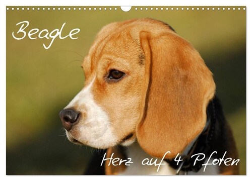Beagle - Herz auf 4 Pfoten (Wandkalender 2024 DIN A3 quer), CALVENDO Monatskalender (Calendar)