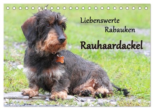 Liebenswerte Rabauken Rauhaardackel / CH-Version (Tischkalender 2024 DIN A5 quer), CALVENDO Monatskalender (Calendar)
