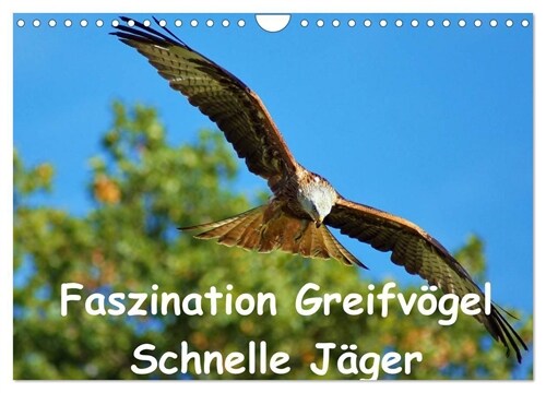 Faszination Greifvogel Schnelle Jager (Wandkalender 2024 DIN A4 quer), CALVENDO Monatskalender (Calendar)
