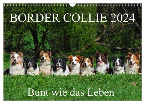 Border Collie 2024 (Wandkalender 2024 DIN A3 quer), CALVENDO Monatskalender (Calendar)