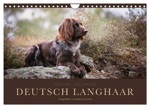 Passion Jagdhund - Deutsch Langhaar (Wandkalender 2024 DIN A4 quer), CALVENDO Monatskalender (Calendar)
